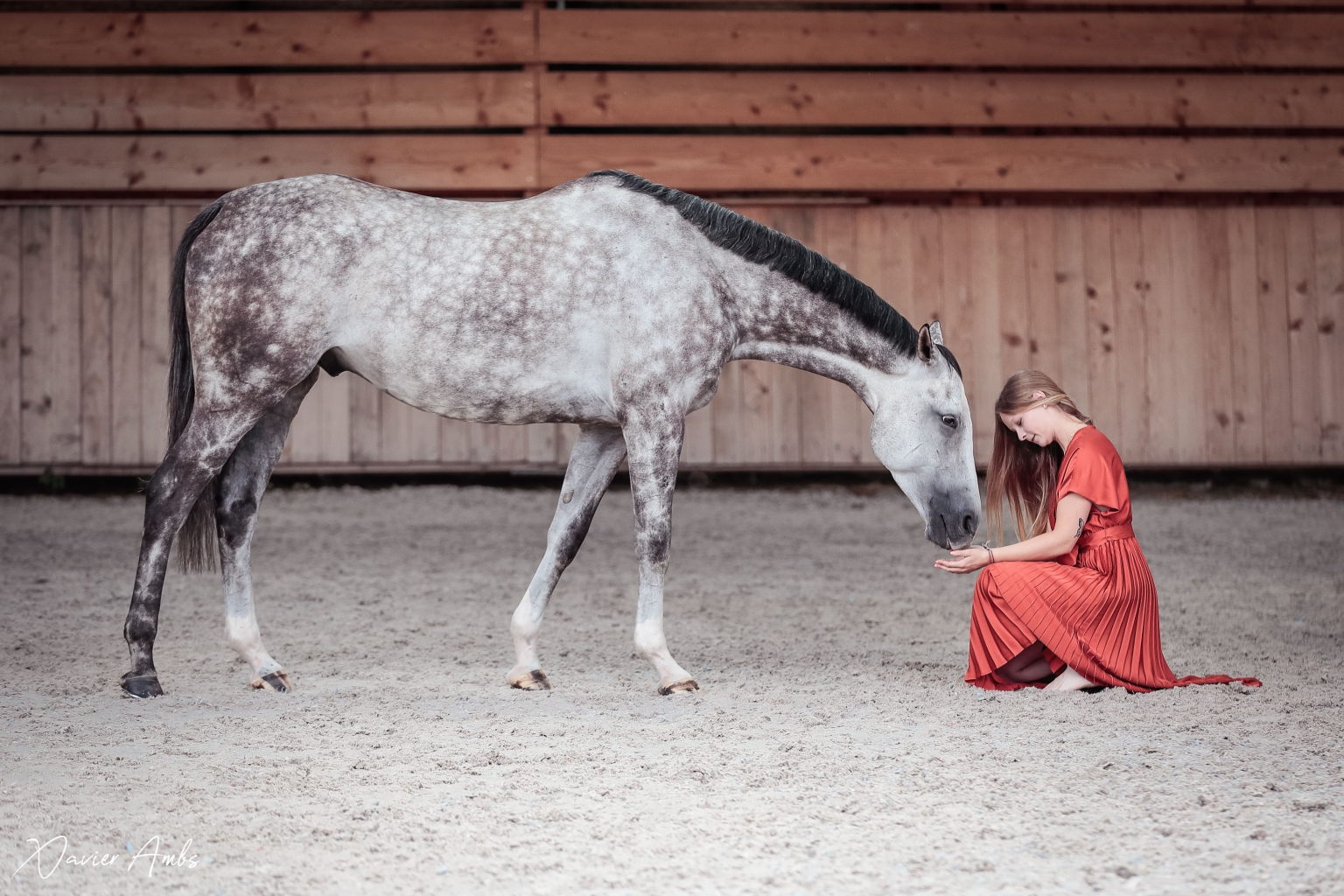 cheval photographie