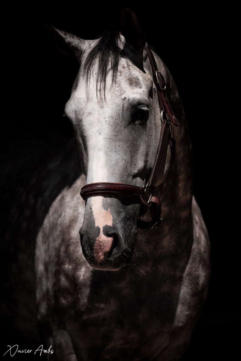 photo portrait cheval